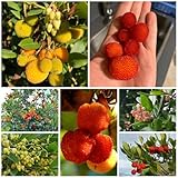 15 Pc Comprar Semillas De Madroño Árboles Frutales, Compra Regalos Para Los Amantes Del Jardín. Semillas De Madroño, Árbol Frutal, Semillas De Frutas, Plantas De Jardín De Rocas Resistentes