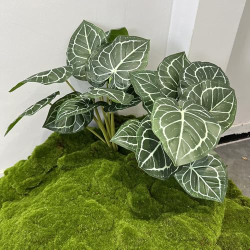 Shirfloral Taro Elephant Ear Plants 2-Pack