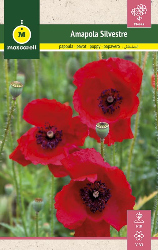 Mascarell Semillas, FLOR AMAPOLA ROJA SILVESTRE, Semillas Jardín, Flores Rojas para Jardín y Polinizadores, Praderas Naturales de Color, 1 GR