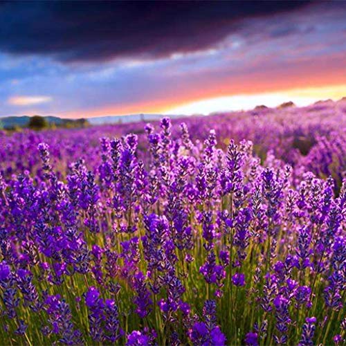 12 bolsas de sachet de lavanda natural para hogar miniatura 5