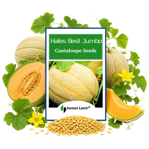 50 Hales Best Jumbo Cantaloupe Seeds for Planting Non GMO Heirloom Seeds Fresh Fruit Garden Seed