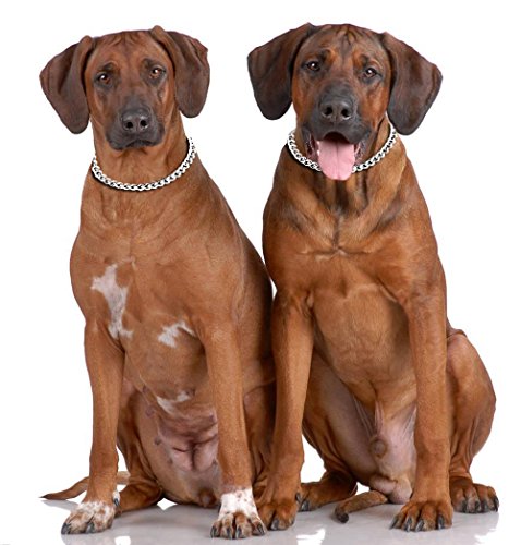 Dog Choke Collar Slip P Chain - Heavy Chain Dog Titan Training Choke Collars - Adjustable Stainless Steel Chain Dog Collars Covered With Galvanic Plating - For Small Medium Large Dogs #TOP5