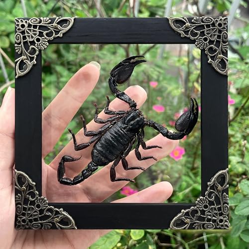Real Scorpion Wooden Framed Dried Bug Beetle Shadow Box Entomology