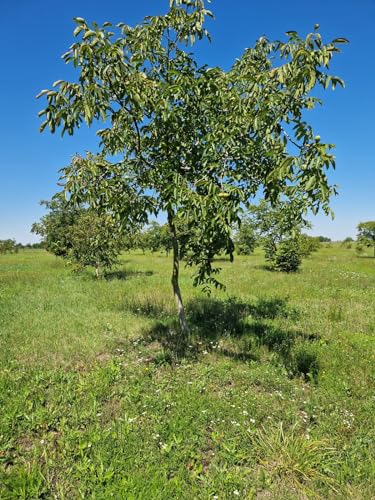 Walnussmehl 1000g -by Hortus Verdi-Lebensmittel Fasern - Glutenfrei - 100% natürlich - vegan-Proteinreich