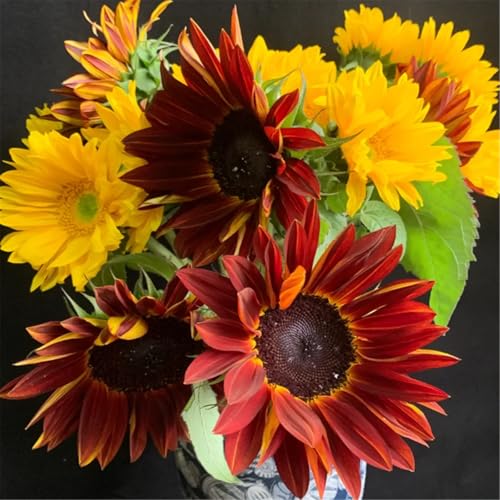 Flowering Bulbs Excellent Display Indoor Perennial Balcony Garden Bulbs Can Be Potted Aromatic Sunflower Sunflower Seeds Mixed colors-1000Pcs-D