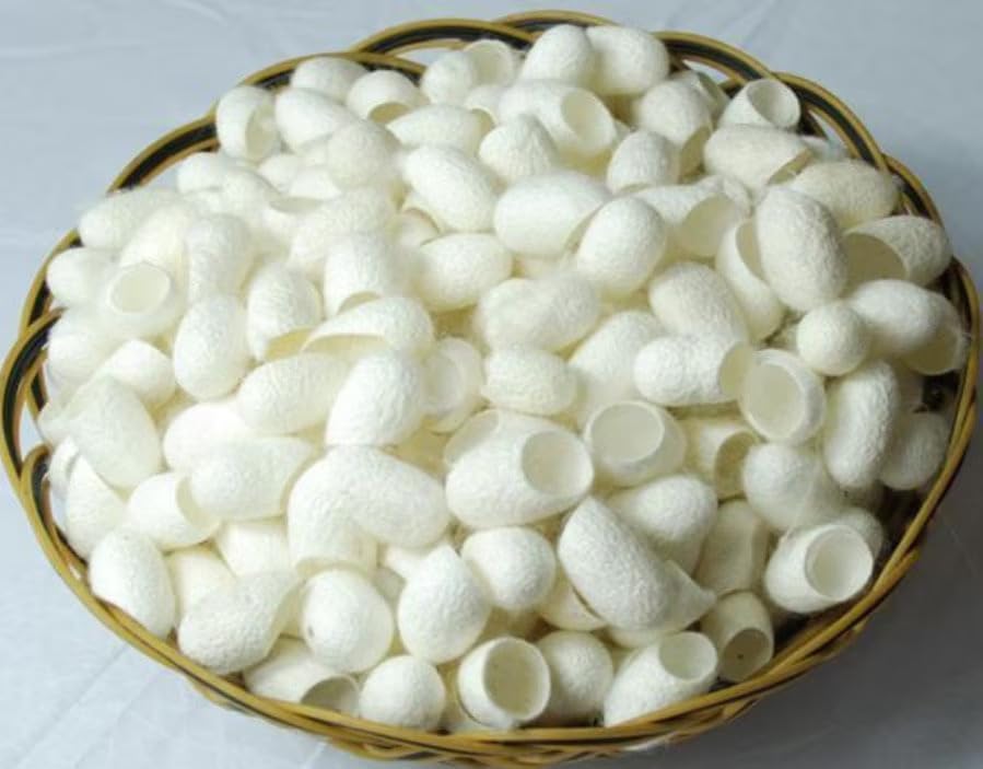 Mulberry Silk Cut Cocoons - Ideal for Spa, Facial Massage, and Beauty - Spinning and Crafts - White Bombyx Mori Cocoon (Pack of 40 Pcs) image 5