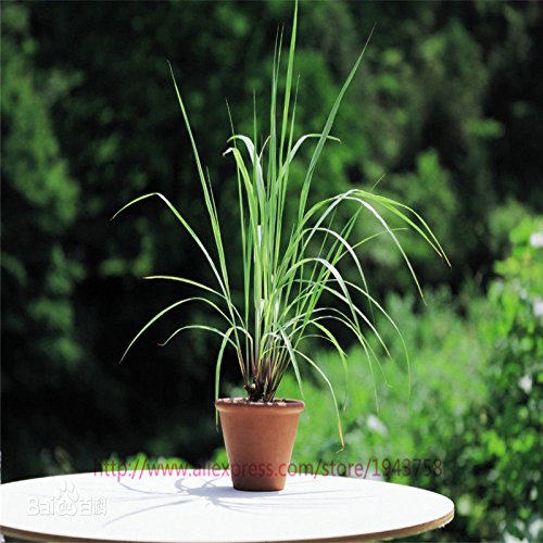 Seeds 50 Lemongrass Seeds, Herb Plant Easy Care diy Garden, fresh or dried use: Only Seeds