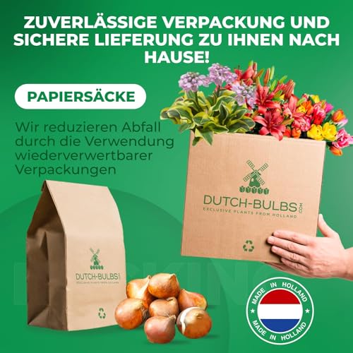 Tulpenzwiebeln Single Black Passion (25 Zwiebeln) exklusive schwarze Tulpen aus Holland, winterhart und mehrjährig für Garten, Töpfe, Balkon aus Amsterdam (große Knollen, kein Samen, nicht künstlich) – Bild 4