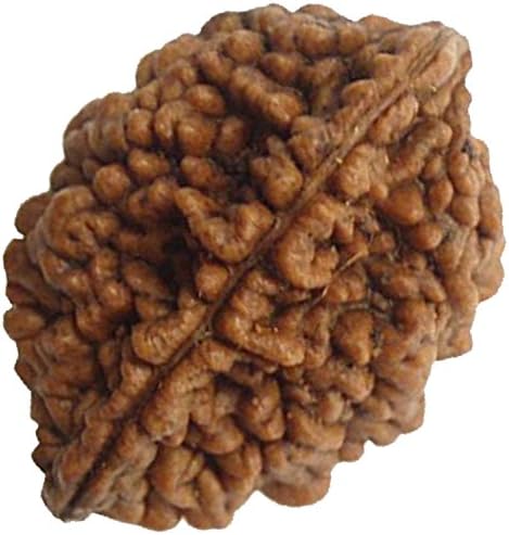 Natural Rudraksha Beads (1,2,3,4,5,6,7,8,9,10,11,12,13,14 Faced) Original Rudraksha Beads Himalayan Collections