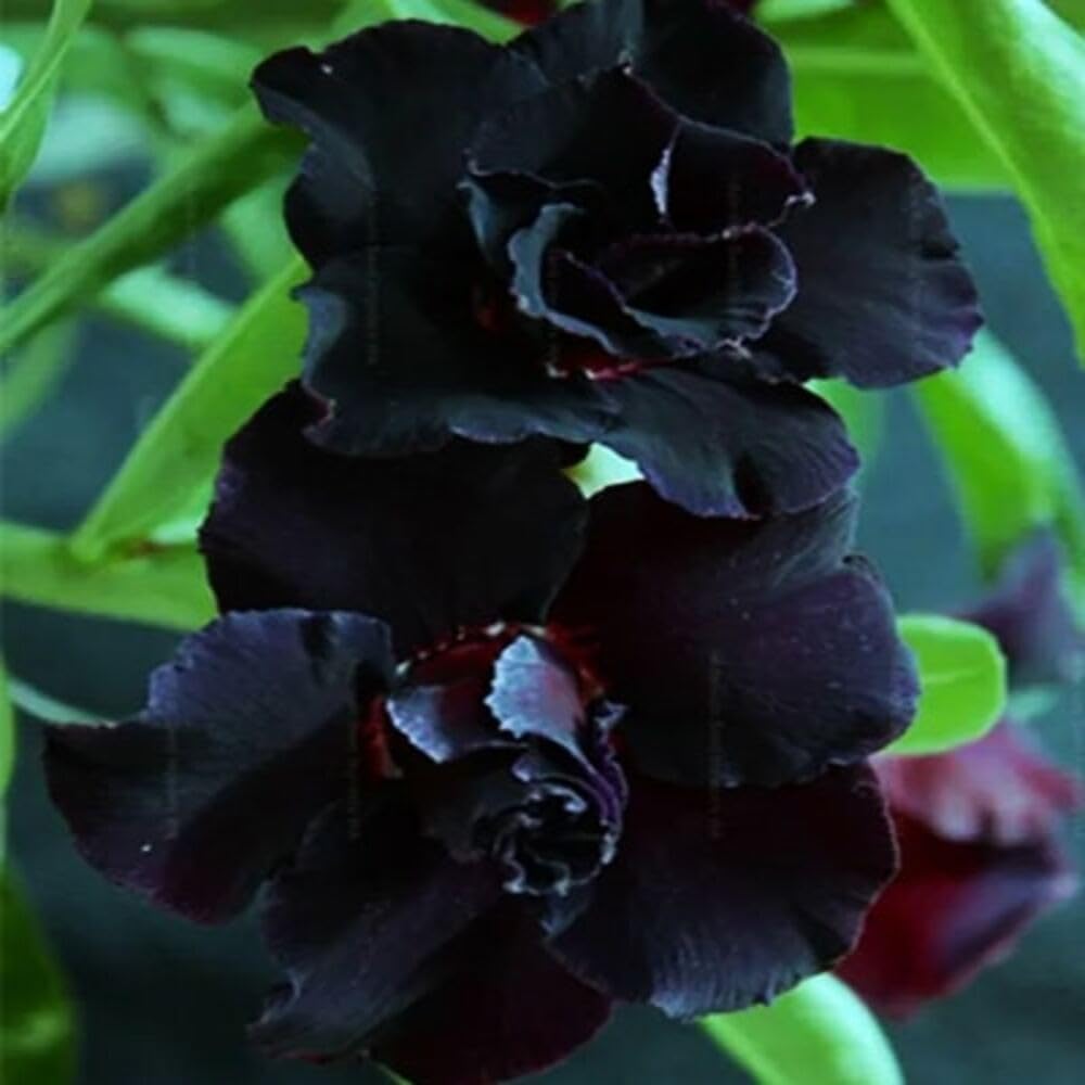 See full amazon price history chart for Cloud Farm Bonsai Air Layered Adenium/Desert Roses Live Flower Plant,1 Healthy Live Decorative Flowering Plant, 1Ft Height in Nursery Grow Bag for Home Garden CF_20682 Cloud Farm Bonsai Air Layered Adenium/Desert Roses Live Flower Plant,1 Healthy Live Decorative Flowering Plant, 1Ft Height in Nursery Grow Bag for Home Garden CF_20682 (B0C8CW5GRD) Amazon Price History, Amazon Price Tracker