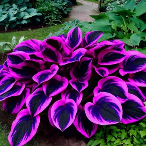 Funkien Rhizoms-Schattentolerante Premium-Stauden Gartenprojekte-Winterhart Geeignet FüR Eingangsbereiche -4 hosta-e