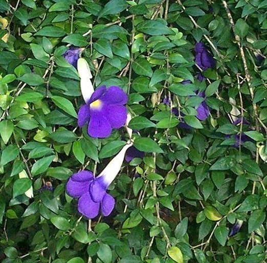 Greenursery Allamanda Live Flower Plant Healthy Natural with Plastic Pot. (Allamanda Flower Plant, Blue-Violet) (B0CRH8T8X8) Amazon Price History, Amazon Price Tracker