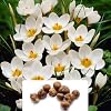 10 x Crocus Ard Schenk