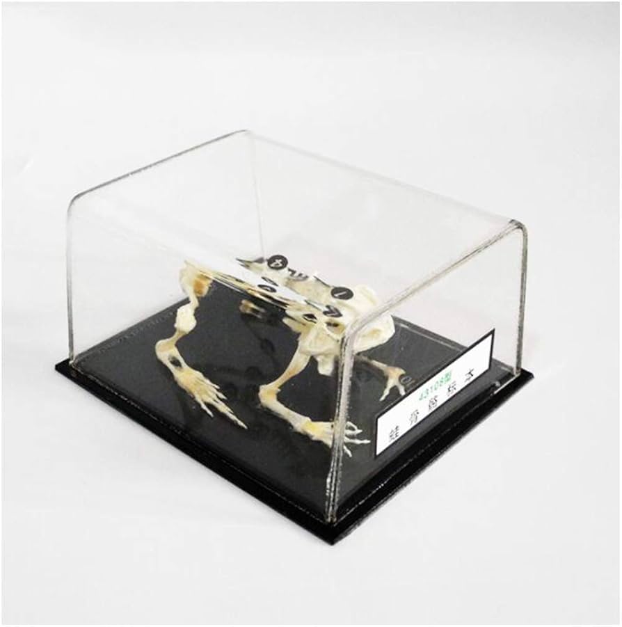 骨格標本 バジェットガエル カエル 蛙 革 皮 骨格標本 バジェットガエル カエル 蛙 革 皮 - メルカリ