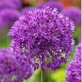 Purple Sensation Allium Flower – Plant Perennial, Fragrant Purple Globe Blooms, Easy Fall Planting Bulbs for Spring Gardens, Deer-Resistant Ornamental Flowering Onion for Beds, Borders & Pollinators