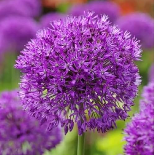 Purple Sensation Allium Flower Plant Perennial Fragrant Purple Globe Blooms Easy Fall Planting Bulbs for Spring Gardens Deer-Resistant Ornamental Flowering Onion for Beds Borders & Pollinators