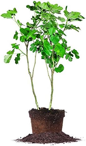 PERFECT PLANTS Celeste Fig Tree Live Plant, 5 Gallon, Includes Care Guide