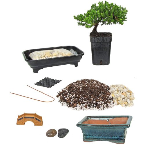 Eve's Deluxe Bonsai Tree Starter Kit, Complete Do-It-Yourself Kit with 4 Year Old Japanese Juniper !!! Cannot Ship to CA California & HI Hawaii !!!