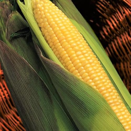 TomorrowSeeds - Kandy Korn Sweet Corn Seeds - 150+ Count - for 2026 Planting Red Purple Husk SE Hybrid Untreated Golden Early Harvest Non-GMO Vegetable Grow Your Own Home Farm Patio Healthy