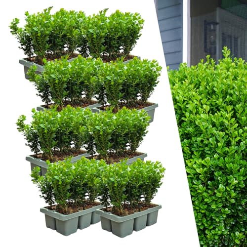Boj – Buxus NewGen Freedom – 48 plantas – 15 cm de altura aprox. – Maceta de 7 cm de diámetro – Compacto y resistente a los cortes – resistente al invierno – Ideal para setos y topiary