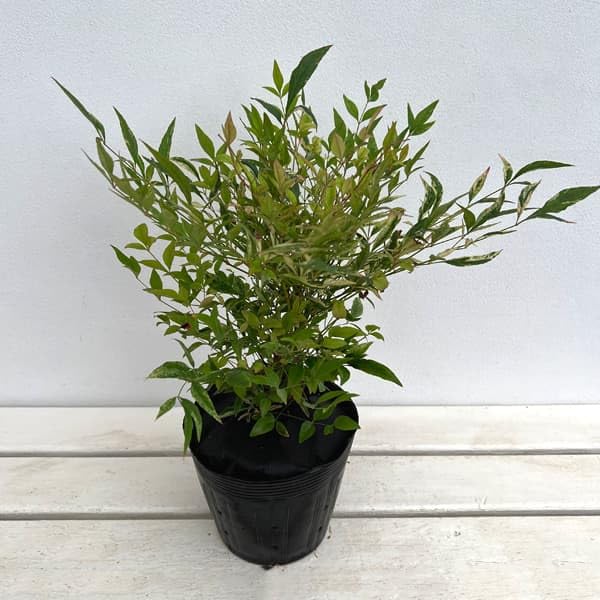 Amazon.co.jp: ナンテン(南天）：レッドライト5号ポット[赤い