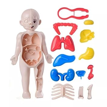 Ji and Ja Kids Human Body (Part Model Educational Toy Set Detachable Human Organs Model Human Anatomy Model Human, Easy Learning Skill, Pretend to Play