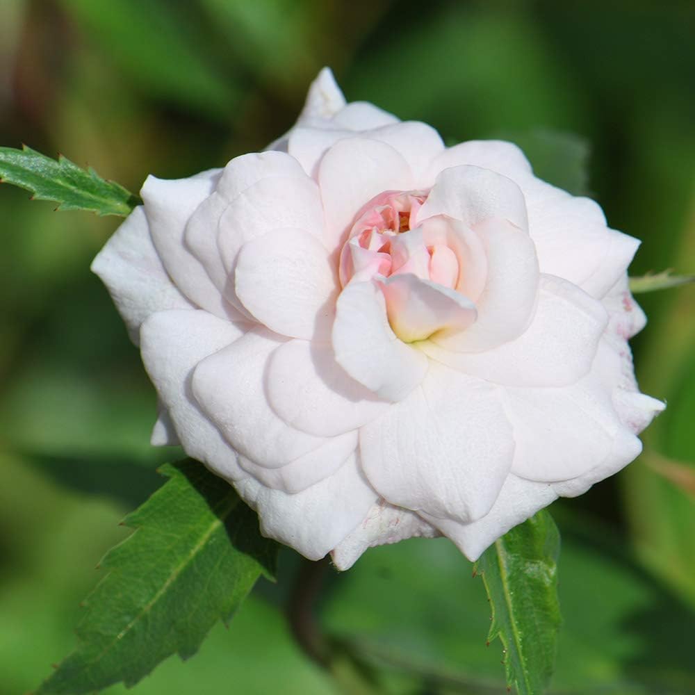 Heirloom Roses Nearly Thornless Rose Plant - Cécile Brünner Pink Rose Bush, Polyantha Live Plant for Planting Outdoors