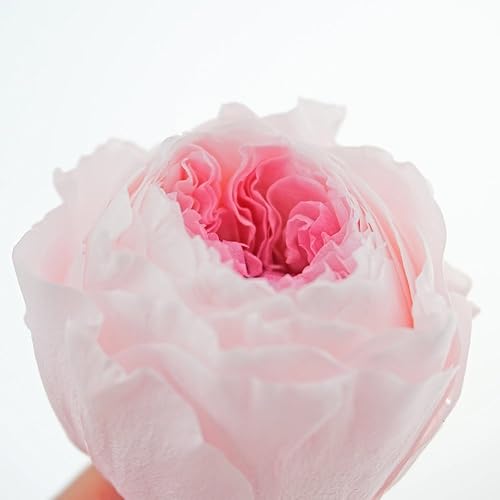 Miniatura 3 de INVISIKAYAK Preservado Flor Fresca Austin Roses Flor Cabezal 1,6-2 pulgadas cada uno, 8 piezas
