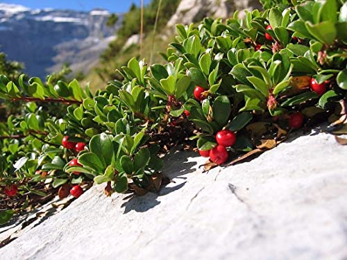 Uva ursina - Arctosaphylos Uva-Ursi - 25 Semi - Evergreen - Groundcover- Bacche:Seeds