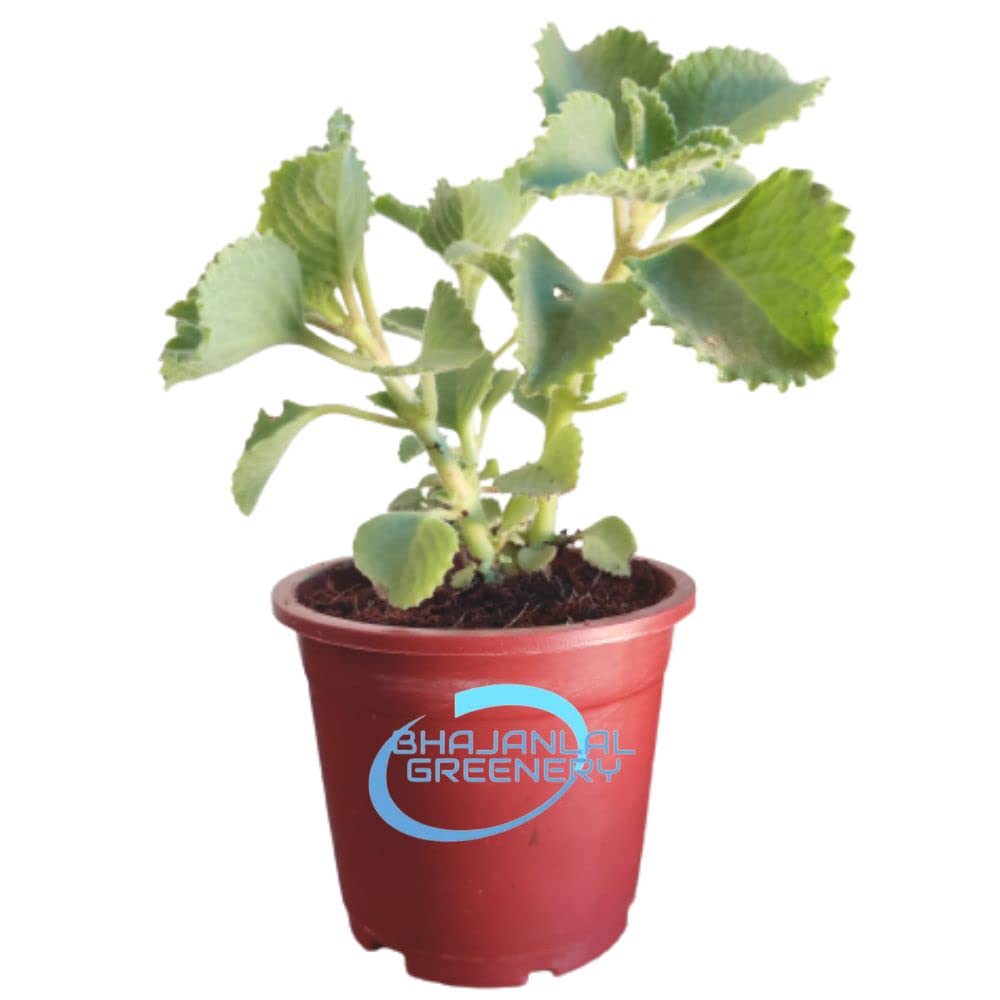 Bhajanlal Greenery Mexican Mint Ajwain / Karpooravalli /Panikoorkka /Doddapatre /Plectranthus /Coleus Aromaticus Patharchur Medicinal Herbal Leaves Live Plant (B09P45Y4TV) Amazon Price History, Amazon Price Tracker
