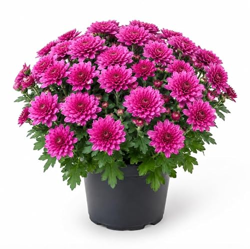 Pink Mum Plant Live for Planting, 4-6 Inches Tall, Pink
