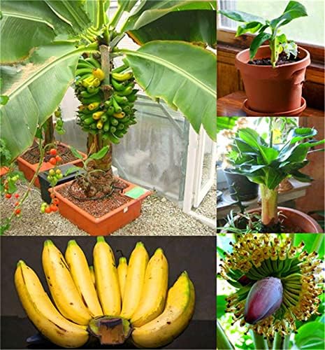 zcbang Natural Fruit Seeds Dwarf Banana Seeds 100Pcs