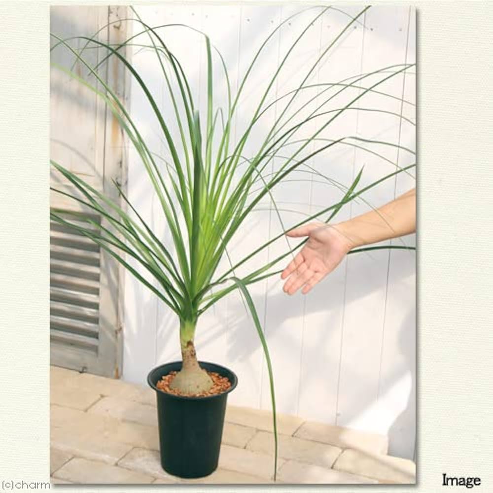 コア様リクエスト トックリラン50個 コア様リクエスト トックリラン50個 コア様トックリラン ノリナ