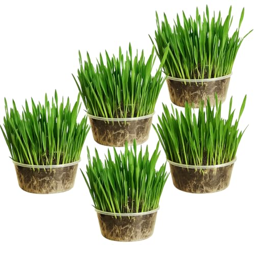 Ambrozia NP Cat Grass Kit x5 Pots – 100% Wheat | Natural Digestive Aid for Indoor Cats