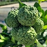 Planta Combawa O Kaffir Limón Verde En Jarrón 24 (Foto Real)