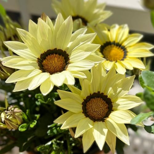 mittagsgold - wild mehrjährig winterhart, exotische balkon, bodendecker outdoorn, bio 10samen