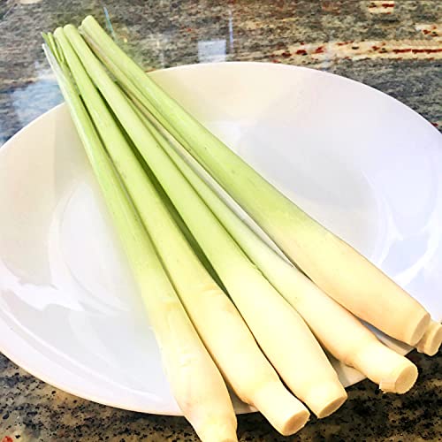 Kejora Fresh Lemon Grass 12 Stalks #TOP9