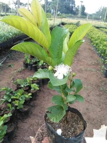 Image of Guava Super Kiran Thai 5 Amrood Variety Fruit (Air Layering /Grafted) Plants & Tree(1.5-3 Feet Size),CF SG33