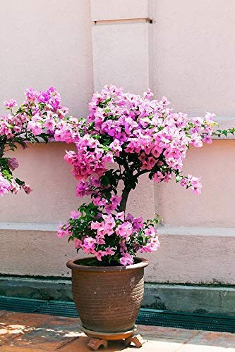 See full amazon price history chart for UGANIO PLANT Live Bougainvillea/Boganvilla Container Rare good Plants Garden Plant(1 Healthy Live Plant) with pot UGANIO PLANT Live Bougainvillea/Boganvilla Container Rare good Plants Garden Plant(1 Healthy Live Plant) with pot (B0BDWL6DLR) Amazon Price History, Amazon Price Tracker