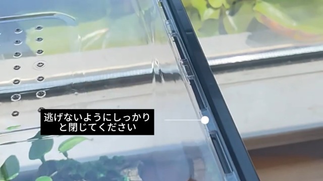 Amazon | 大型60cmレオパ ケージ 爬虫類 ケース ヒョウモン