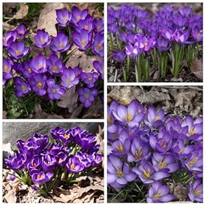 Cuikwa Krokus 10er Zwiebeln Violett-Orange Mischung