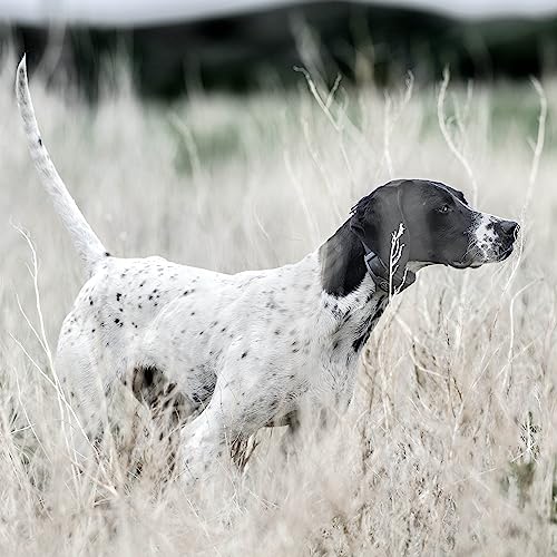 Comparaison des fonctions du collier sportDOG SportTrainer