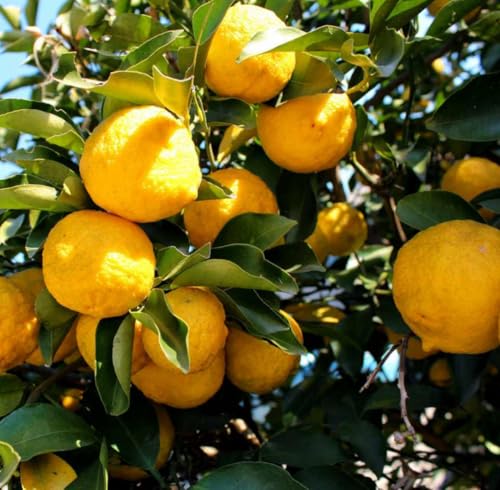 Aceite Esencial de Yuzu Orgánico Puro 5 mL miniatura 5