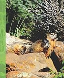  Cute Rocky Mountain Wildlife Photograph Marmot Family Wide-ruled School Composition Lined Notebook (Western wildlife Covers: Fun School Supplies & Stuff)