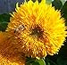 35 graines de Nain Teddy Bear de tournesol biologique Non-GMO