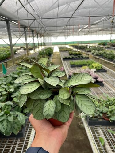 Ctenanthe burle-marxii 'Amagris' | Live Plant for Indoor & Outdoor