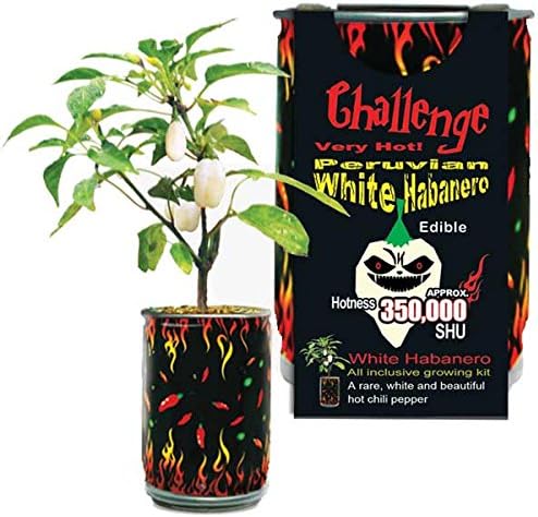 White Habanero Chili Pepper Grow Kit by Magic Plant -3 Kits - Exotic Heat - Indoor or Garden, Non-GMO Heirloom Seeds Included in Our Easy DIY All in One Kit,100K-350K SHUs, Gift