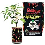 White Habanero Chili Pepper Grow Kit by Magic Plant -1 Kit - Exotic Heat - Indoor or Garden, Non-GMO Heirloom Seeds Included in Our Easy DIY All in One Kit, 100K-350K SHUs, Great Gift