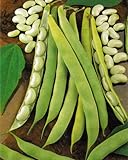 Verdure nano Fagiolo Cannellino Lingot 75 Seeds Finest