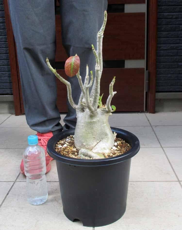 Amazon｜アデニウム・オベスム 9号 砂漠のバラ 観葉植物｜観葉植物